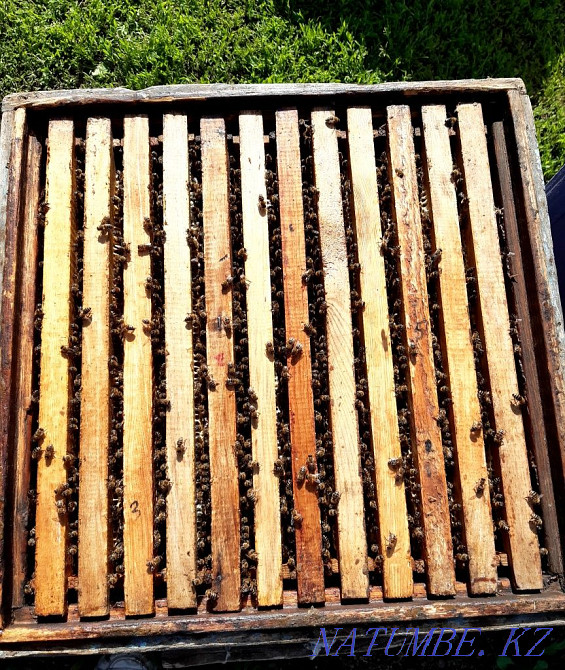 Bee colonies 12 frame  - photo 1