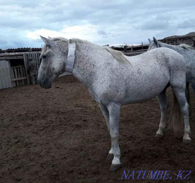 ZHPS / Batereykasy 5 ay? a zhetedi Almaty - photo 5