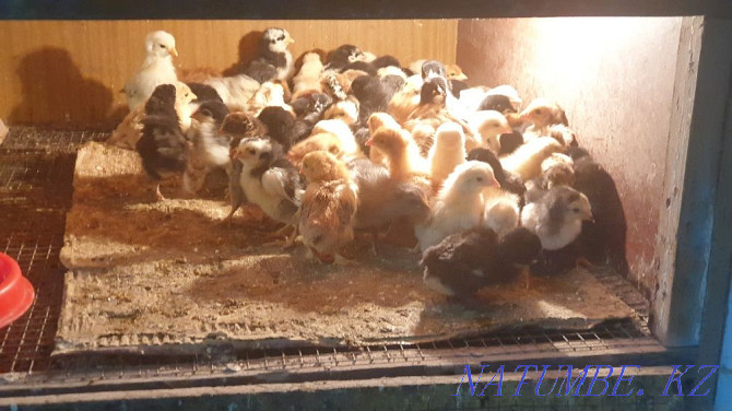 Domestic chickens  - photo 1