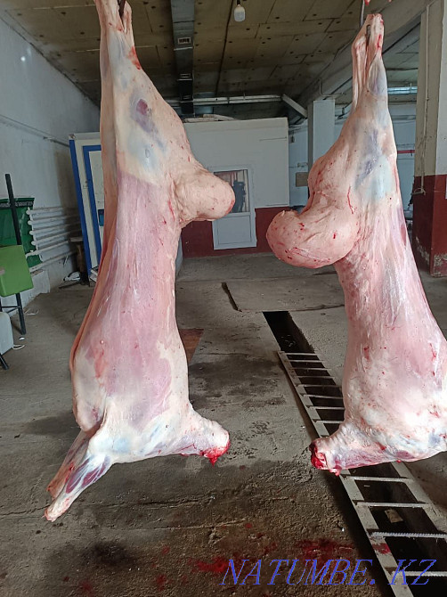 ?oh, then? you are etin satamyn Astana - photo 3