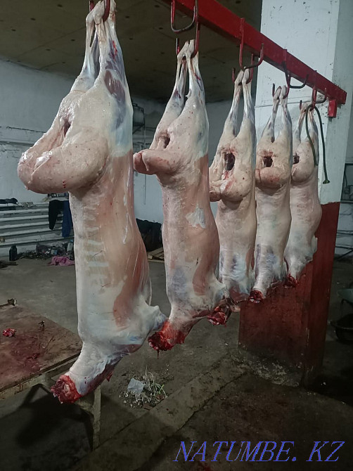 ?oh, then? you are etin satamyn Astana - photo 4