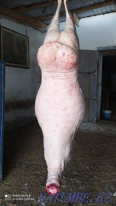 ?oh, then? you are etin satamyn Astana - photo 2