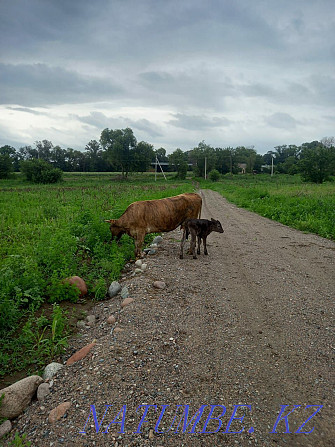 Продается корова с теленкам Туздыбастау - изображение 1