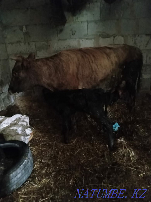 Бұзаулары бар сиыр сатылады Туздыбастау - изображение 2