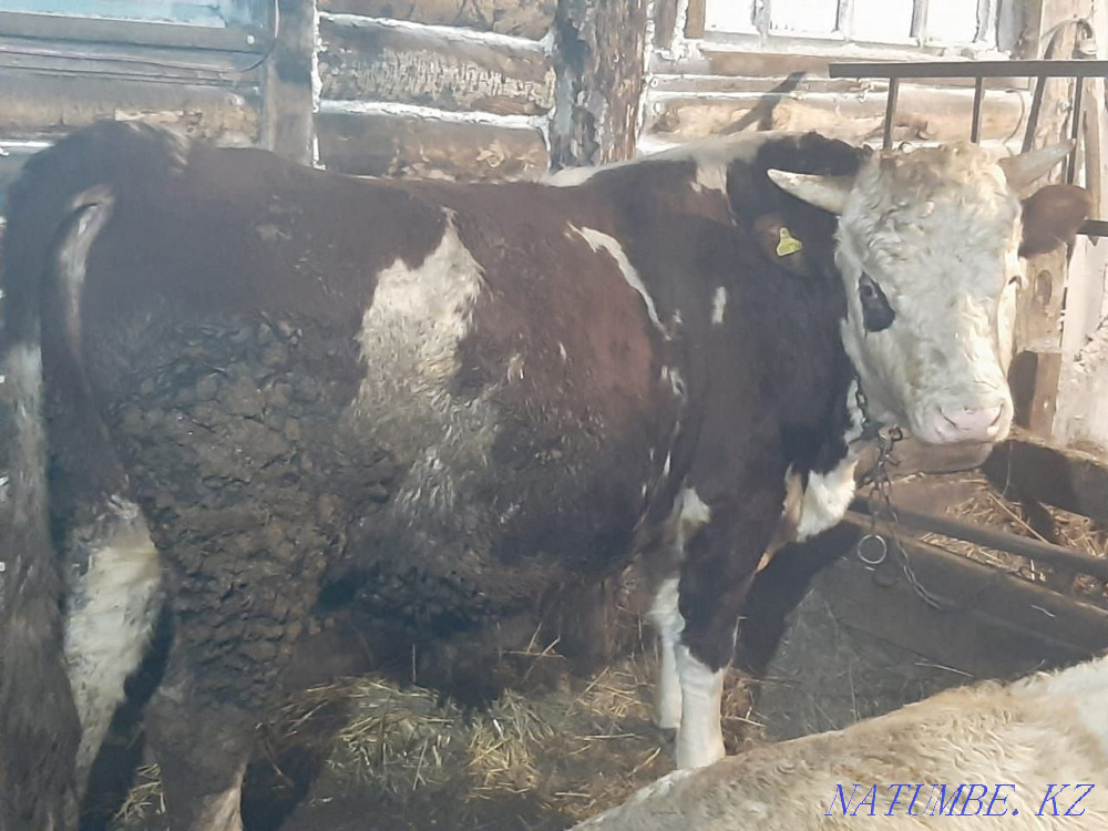 Мясо с откорма срочно  - изображение 2