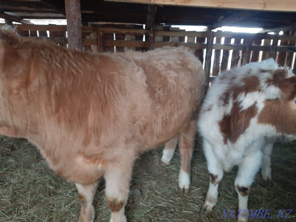 Мясо с откорма срочно  - изображение 1