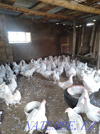 I sell laying hens. Temirtau - photo 1