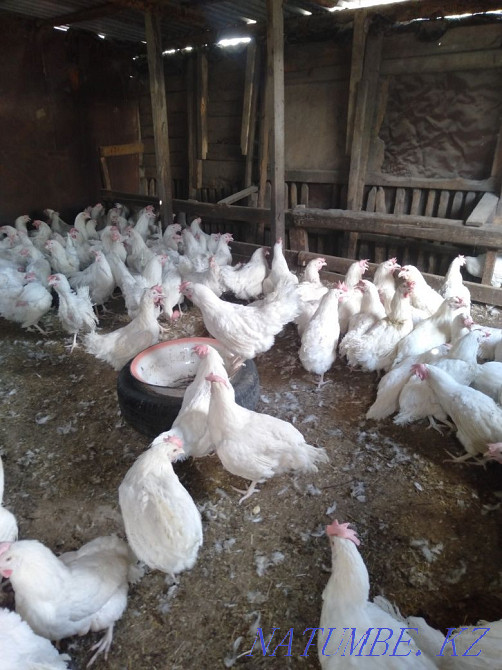 Продаю кур несушек. Темиртау - изображение 2