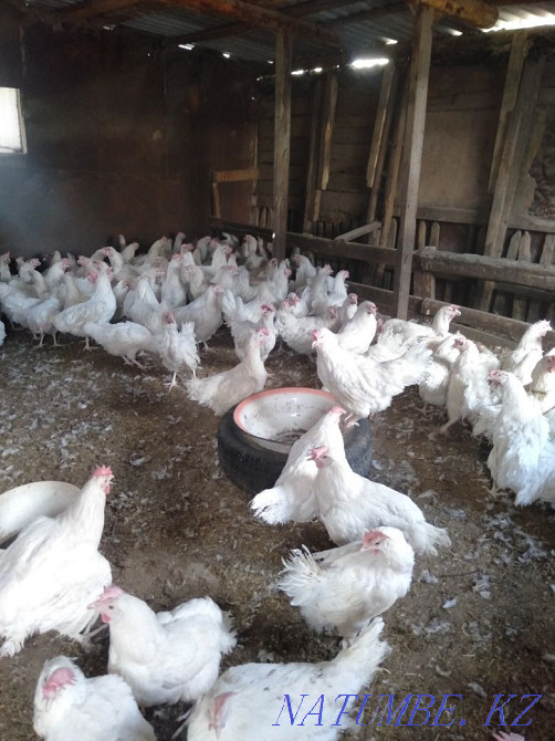 Продаю кур несушек. Темиртау - изображение 3