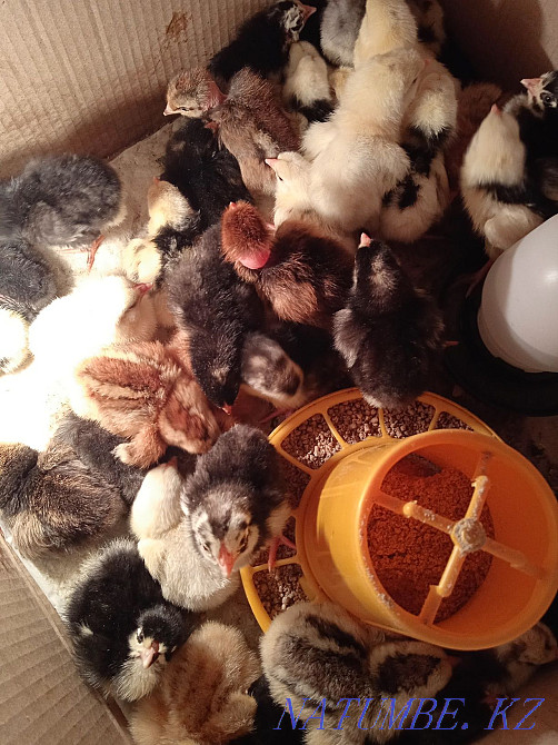 small chicks for sale  - photo 1