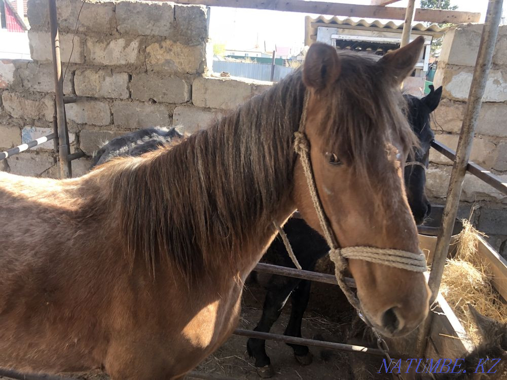 Продам бие кулынмен Валиханово - изображение 2