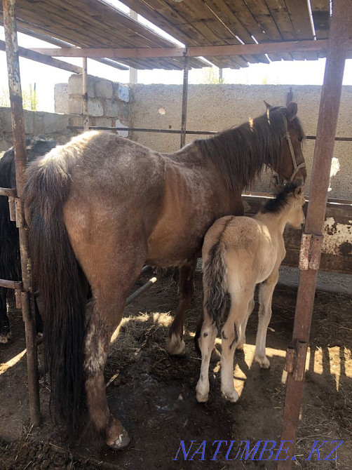 Продам бие кулынмен Валиханово - изображение 1