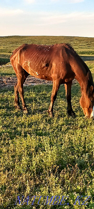 At satamyn, aigyr satamyn mingi zhuas  - photo 4