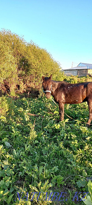 At satamyn, aigyr satamyn mingi zhuas  - photo 5