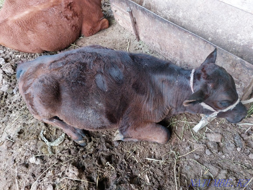 Siyrlar satylady b? zaularymen Сарыкемер - photo 2