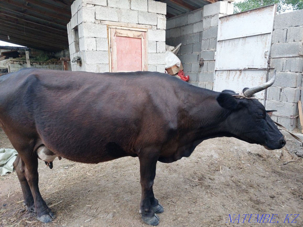 Siyrlar satylady b? zaularymen Сарыкемер - photo 1