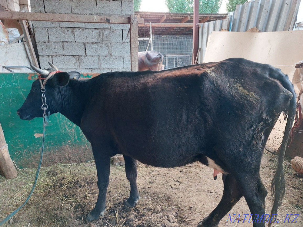 Siyrlar satylady b? zaularymen Сарыкемер - photo 3