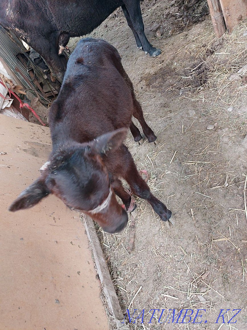 Siyrlar satylady b? zaularymen Сарыкемер - photo 4