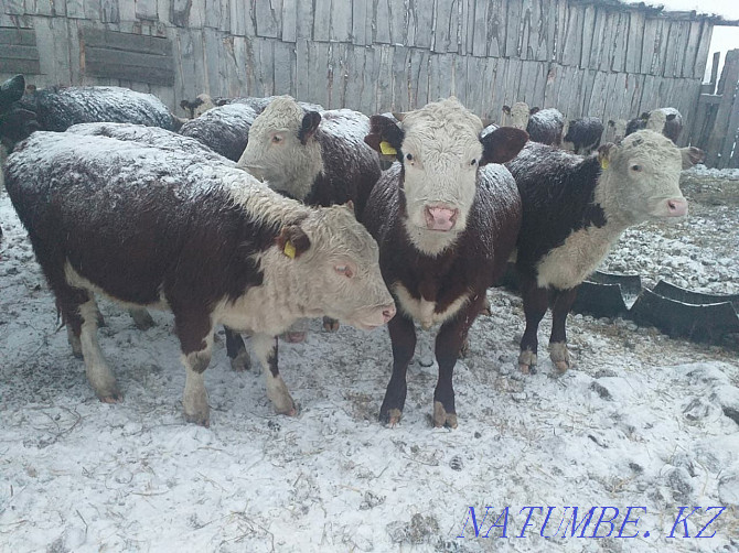 Hereford heifers Petropavlovsk - photo 3