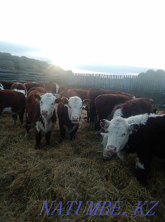 Hereford heifers Petropavlovsk - photo 4