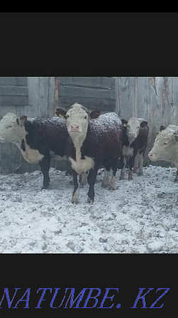 Hereford heifers Petropavlovsk - photo 1