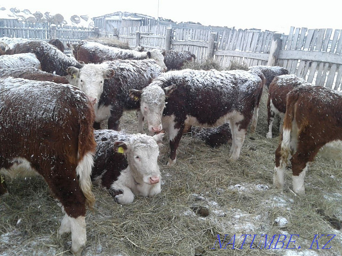 Hereford heifers Petropavlovsk - photo 5