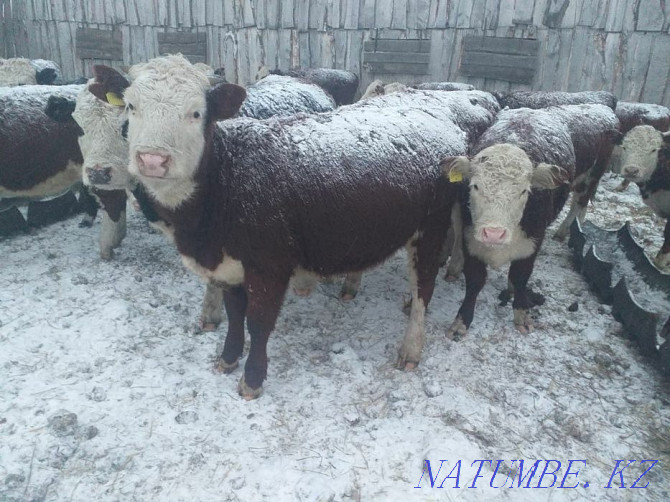 Hereford heifers Petropavlovsk - photo 2