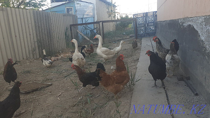 Hens. ?aza?s tauy? Алмалы - photo 1