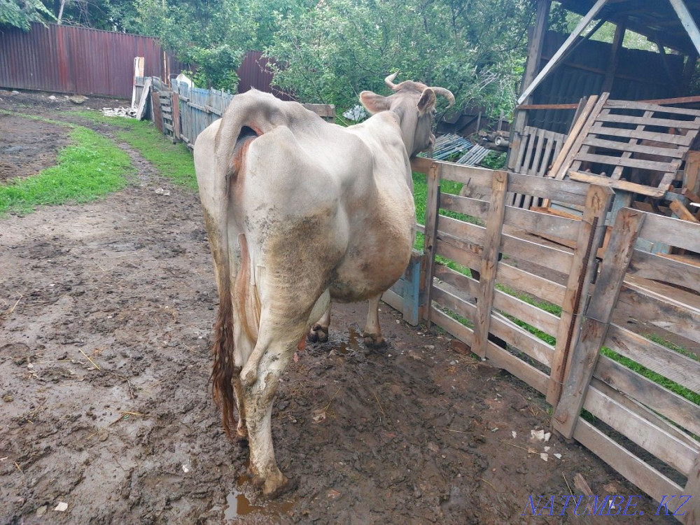 Cow Alatau stele  - photo 1