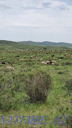 ?ozyly ?oh, koy, sheep with lambs, wholesale Ust-Kamenogorsk - photo 1