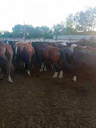 Продаются лошади... Karagandy