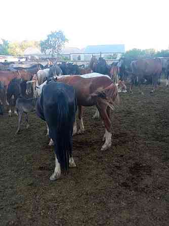 Продаются лошади... Karagandy