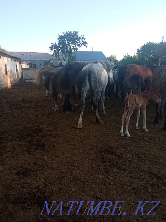 Horses for sale... Karagandy - photo 7