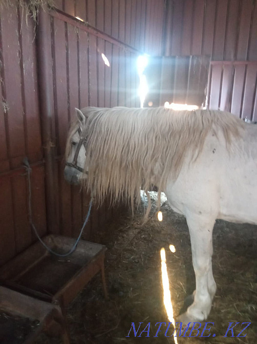 Horses for sale... Karagandy - photo 8