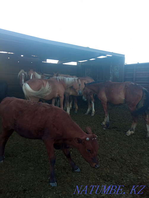 Horses for sale... Karagandy - photo 3