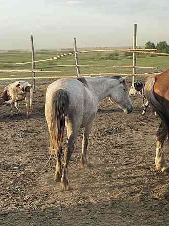 Скот,Лошадь Astana