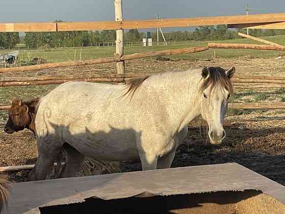 Скот,Лошадь Astana