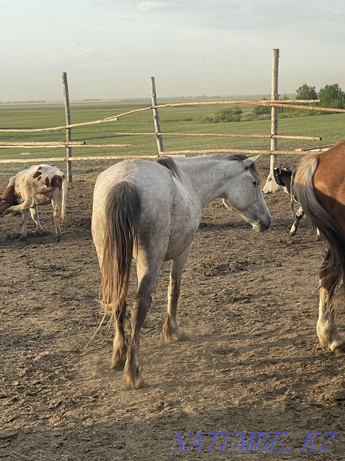 Livestock, Horse Astana - photo 3