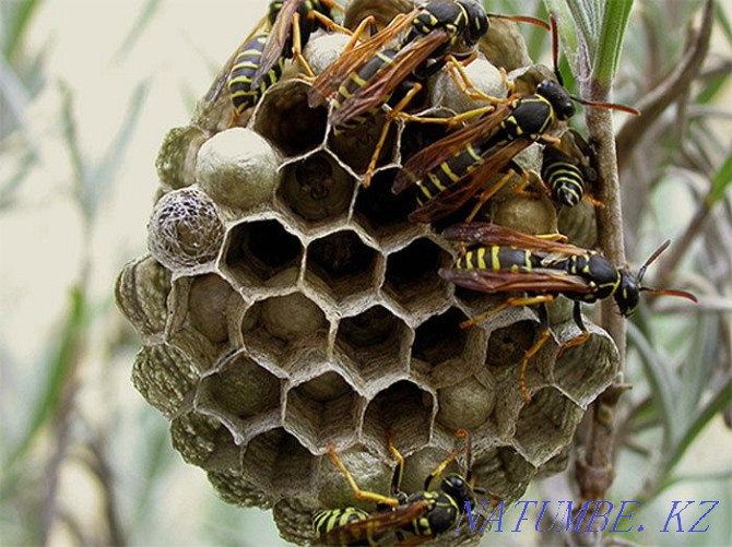 Wasp nests medicinal Almaty - photo 1