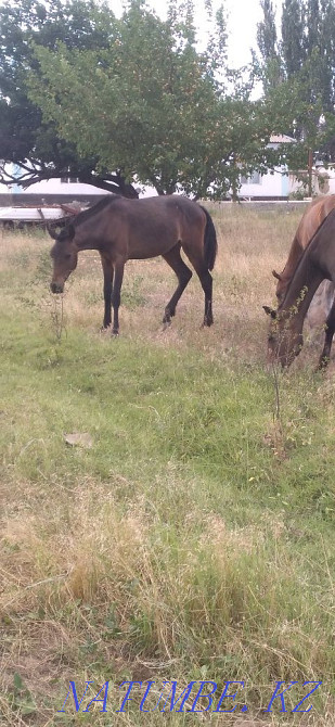 Тайларлар бар 4бас 4-еуіде еркек жуас Туркестан ?аласы ?умтиын ауыл Туркестан - изображение 5