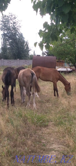 Тайларлар бар 4бас 4-еуіде еркек жуас Туркестан ?аласы ?умтиын ауыл Туркестан - изображение 1