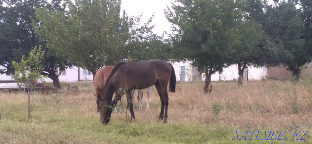 Тайларлар бар 4бас 4-еуіде еркек жуас Туркестан ?аласы ?умтиын ауыл Туркестан - изображение 2