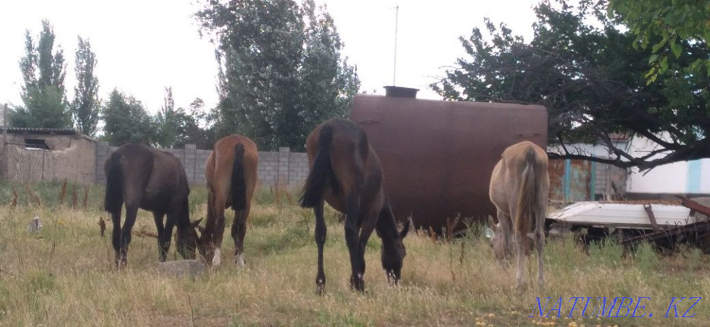 Тайларлар бар 4бас 4-еуіде еркек жуас Туркестан ?аласы ?умтиын ауыл Туркестан - изображение 3