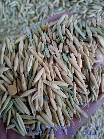 Sell fodder oats Kostanay - photo 2