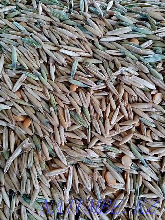 Sell fodder oats Kostanay - photo 3