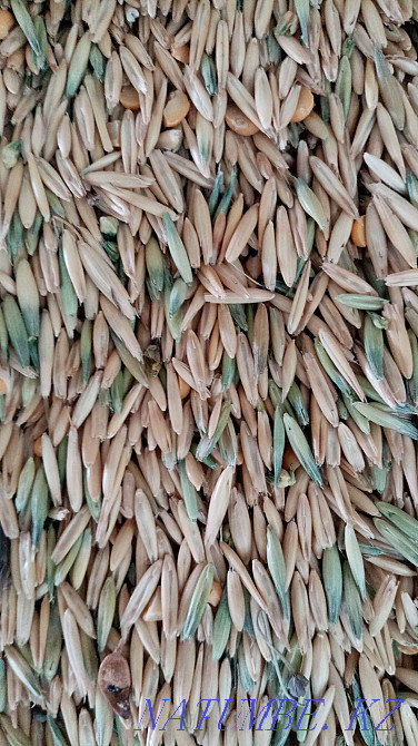 Sell fodder oats Kostanay - photo 1