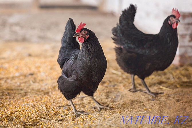 Black rooster chickens for treatment in the city Almaty - photo 1