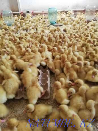 Ducklings "STAR-53" Czech Taldykorgan - photo 1