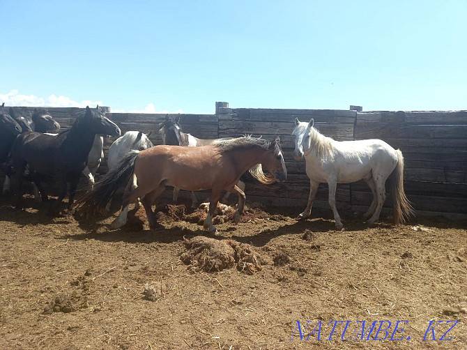 Attar Satylady. Horses are for sale.  - photo 1