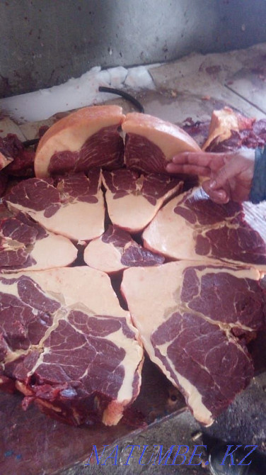 Fat horses for sale, semiz zhylkylar from fattening Astana - photo 5